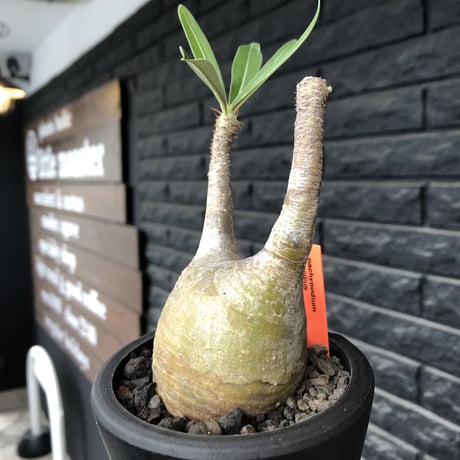 pachypodium gracilius《大きめS size》希少yellow肌※現地球発根後店主国内管理3年株※ぼってり樹形に特化したカラーが可愛い装い※mad black pot植え