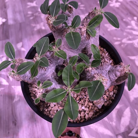 packypodium    roslatum var. eburneum（L size） ※現地球   発根済み株
