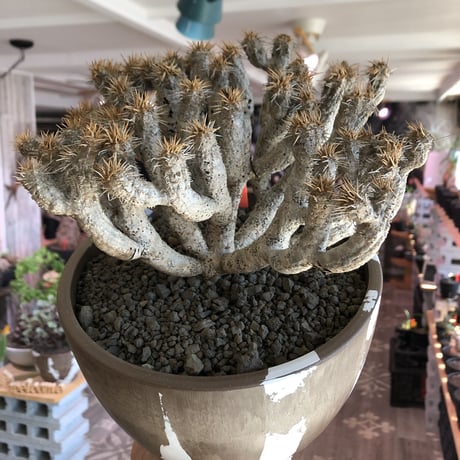 euphorbia guillauminiana《L size》極白肌株※現地球発根後店主国内管理6年株※堪らなく白蛇かの如く美しいギラウミ※mad brown marble bowl pot植え