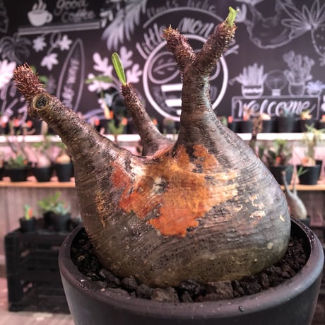 packypodium  gracilius《L size》※現地球発根済株※大変、美術的インテリア性も高く、両A面で現地焼けの一味プラスのオススメ株‼︎※mad black bowl pot植え