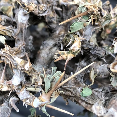 sarcocaulon  vanderietiae《大きめM size》※現地球発根後店主国内管理3年株※希少春秋型種‼︎良樹形な幹上がり仕立ての一株※mad black pot植え