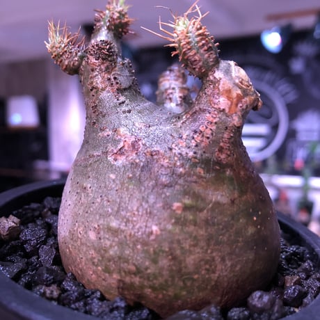 pachypodium  gracilius《大きめS size》枝振り良きぼってり樹形※現地球発根済株※店主国内管理2年株※短捻くれ枝且つ枝数多く愛嬌高き一株※mad black pot植え