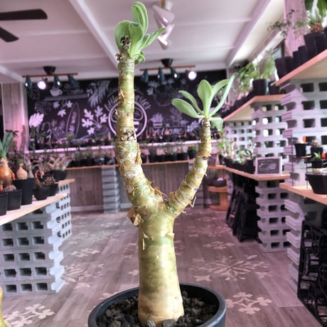 tylecodon  paniculatus《M size》※一番大きく成長する2種類のパニクラーツス‼︎※mad black pot植え　※限定２株