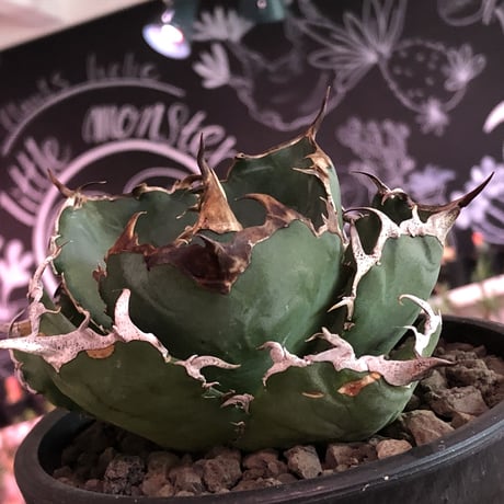 agave  titanota  白鯨《M size》※現地球発根済株※最高の鋸歯に幅広肉厚葉が堪らない一株‼︎※mad black pot植え