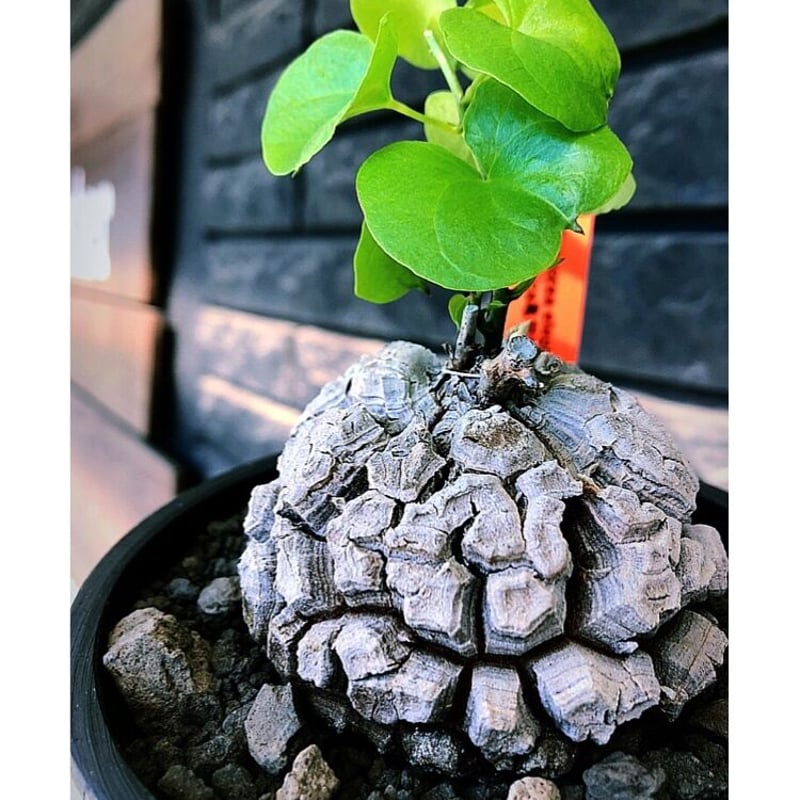 dioscorea elephantipes アフリカ亀甲竜《M size》※現地球発根後店主