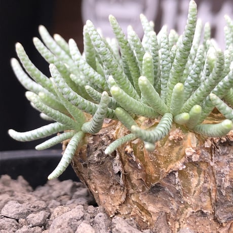 avonia   alstonii《XL size》※現地球発根済株※店主国内管理12年株※年代物且つ驚愕big株‼︎二度と手に入らないサイズ感な激オススメ株‼︎※ mad black pot植え