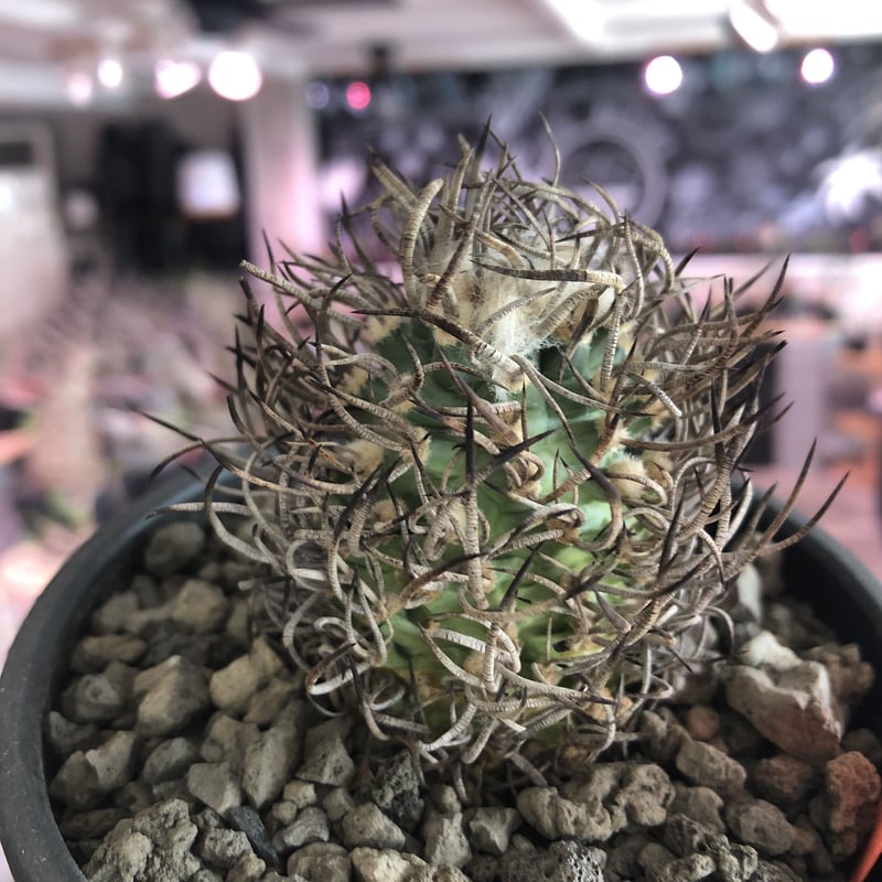 turbinicarpus 昇竜丸《大きめM size》※littmon seed9年株※選抜