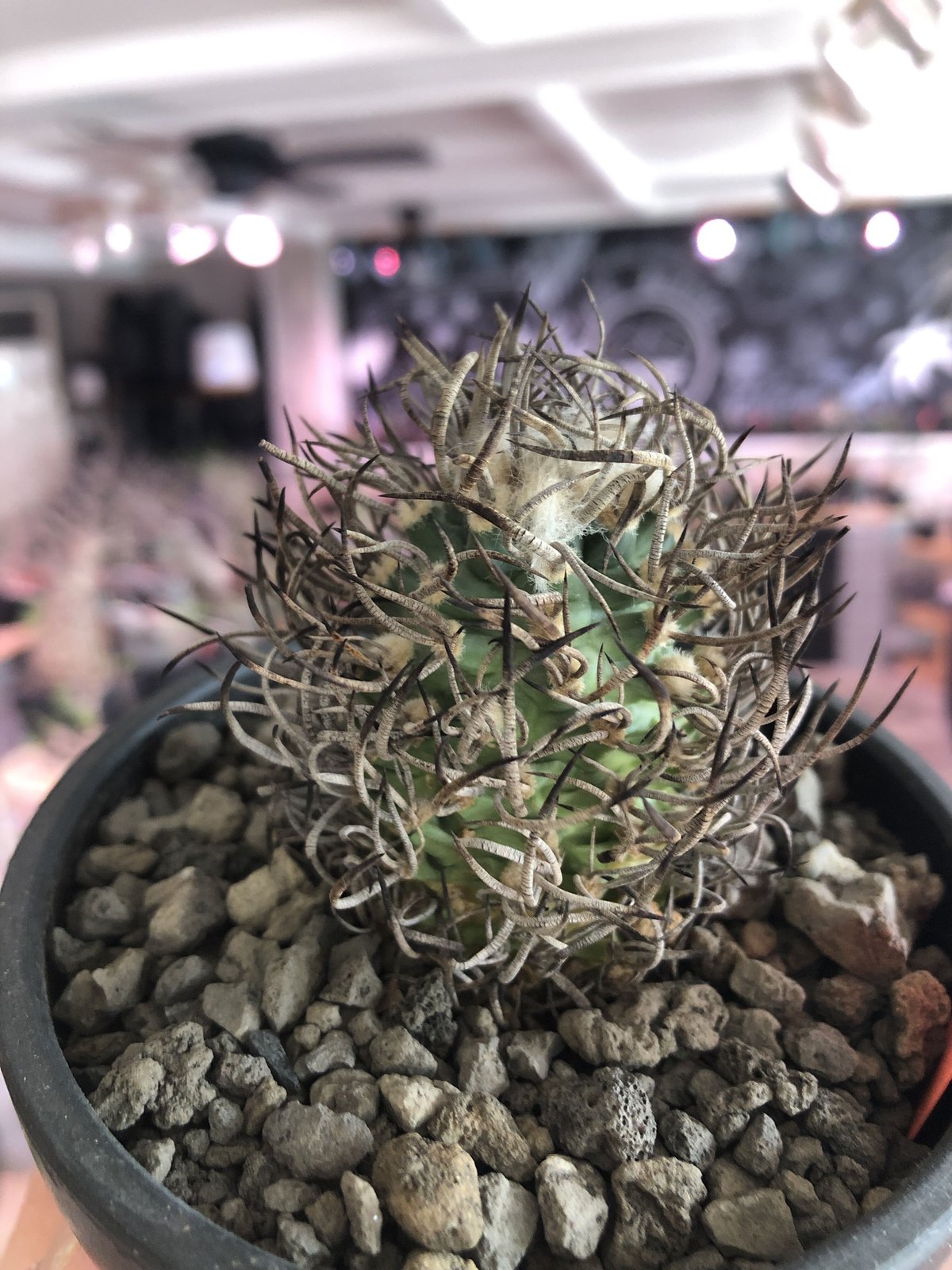 専用　冰雹　ブツブツ　内棘　裏棘　発根済み　8 専用 冰雹 ブツブツ 内棘 裏棘 発根済み 8 専用 冰雹 ブツブツ 内棘