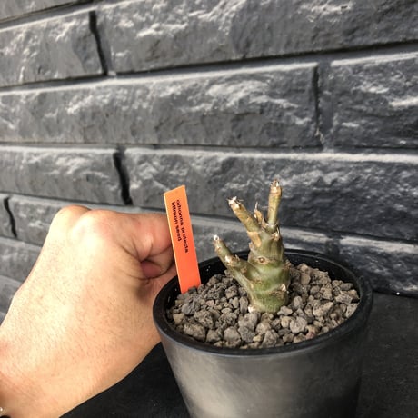 othonna protecta littmon seed🌱《M size》※大切に育て、すくすく育ってくれたぼってり良樹形※mad black pot植え