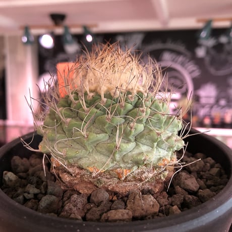 strombocactus 菊水《大きめL size》※希少‼︎現地球発根済株※実生菊水でなく希少高さ現地球株の上、更に大きく成長するtypeのbig菊水‼︎※mad black bowl pot植え