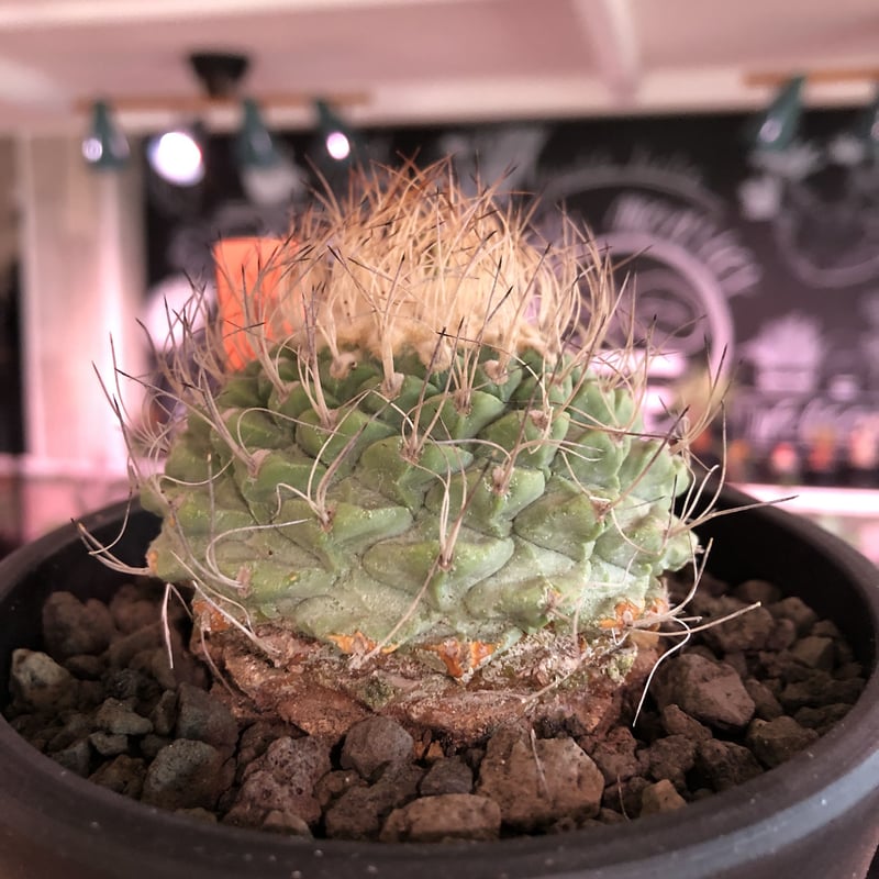 菊水 実生 錣化 菊鉢6号 サボテン strombocactus 菊水《大きめL size》