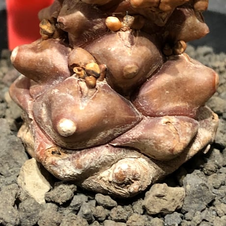 othonna herrei《L size》※現地球株発根済※ウェイト低く極太株となりボコボコ突出感も強い立体樹形‼︎※black pot植え