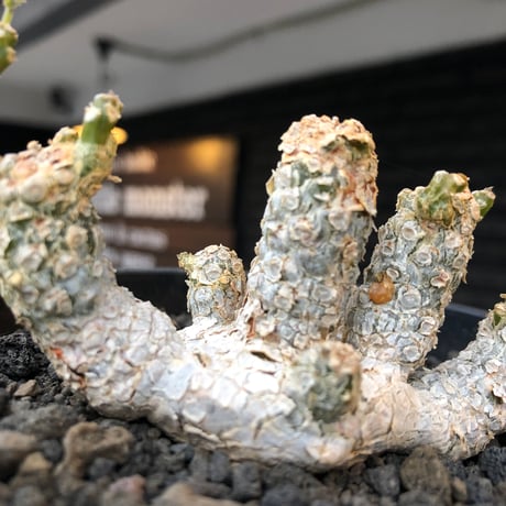dorstenia  horwoodii《LL size》※現地球株発根済※古き良き味深い極白肌&低重心ぷっくり株元も堪らない渾身の一株‼︎※black bowl pot植え