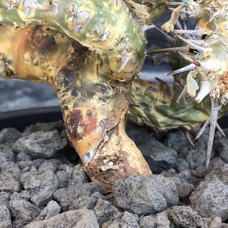 sarcocaulon crassicaule《M size》※現地球発根済株※発根後店主国内管理2年株※興奮するほど良枝振り‼︎強棘に縮れ葉＆白花のギャップ萌えな一株※mad black pot植え