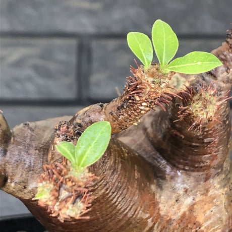pachypodium  cactipes《M size》極赤肌株※現地球発根済株※店主国内管理4年株※極赤味が強く自己主張強きカクチペス‼︎存在感抜群な選抜株※mad black pot植え