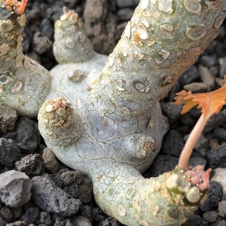 希少‼︎dorstenia  horwoodii《大きめM size》※現地球株発根済※極白肌&weight低きぼってり株元に良枝振りが堪らない※black bowl pot植え