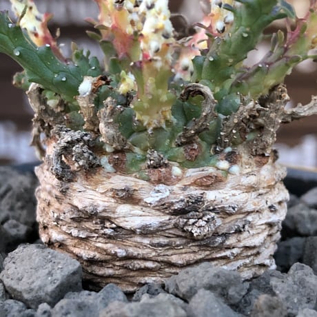 euphorbia gorgonis《M size》※現地球発根済株※人気🐙タコものユーフォルビア‼︎綺麗な多肉質の葉とwild塊根部木質化の二面性が魅力※mad  black bowl pot植え