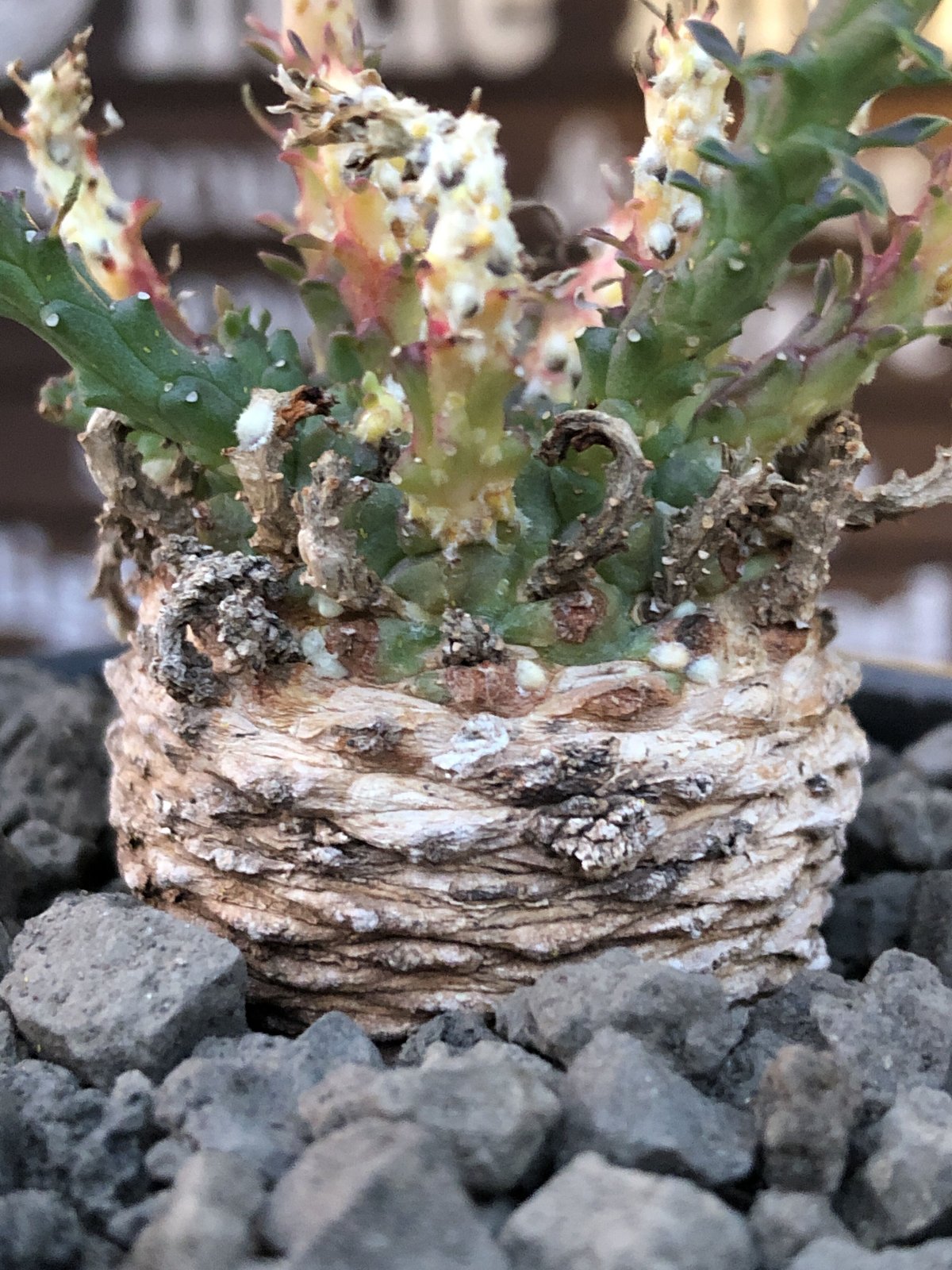 現地株　Euphorbia globosa 発根済　鉢のまま発送　コーデックス euphorbia gorgonis《M size》※現地球発根済株※人気🐙タコもの