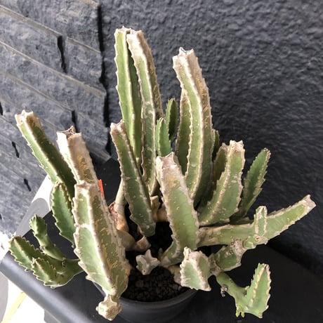 stapelia《L size》