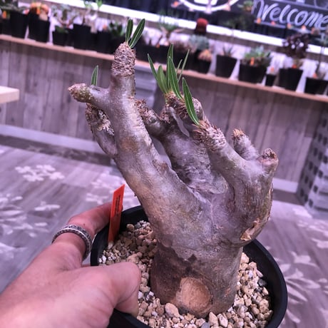 packypodium  inopinatum《M  size》※現地球  発根済み株