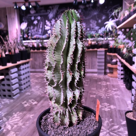 euphorbia    horrida《L  size》※現地球発根済株‼︎※大変立派なホリダ‼︎子吹き易いので成長が楽しみなカッコイイ一株‼︎※mad black pot植え