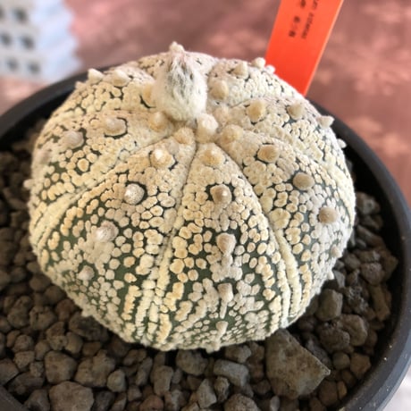 astrophytum asterias var.ミラクル兜《L size》大変大きめ且つ極白肌が堪らない‼︎希少兜※店主国内管理７年株  ※mad black pot植え