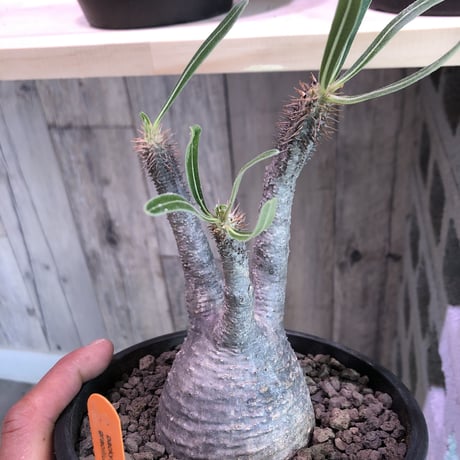 packypodium   gracilius