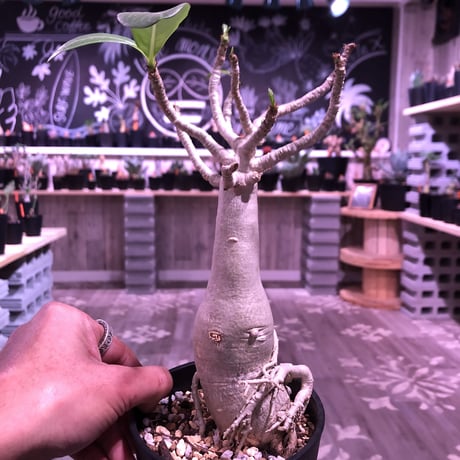 adenium    socotranum  《M  size》