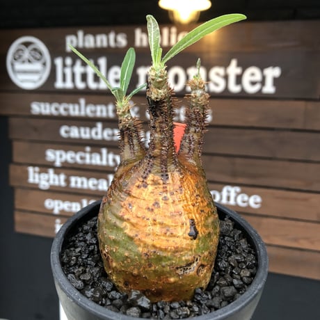 pachypodium gracilius《 M size》希少green & 激しい現地焼け※現地球発根後店主国内管理1年株※2色混在特化した装いが堪らない※mad black bowl pot植え