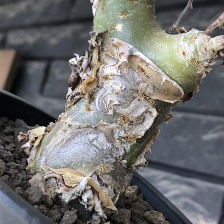 tylecodon  reticulatus《M size》※現地球発根済株※店主国内管理4年株※棘も多く残っており幹太めな味深き一株‼︎美しさ &impact絶大※mad black pot植え