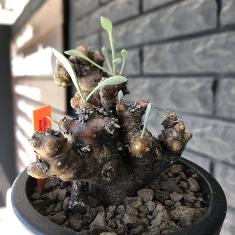 othonna  euphorbioides《大きめM size》※現地球発根後店主国内管理3年株※低重心weight低くボコボコ立体枝振り&極太株元も堪らない※mad black pot植え