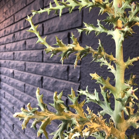 euphorbia     stenoclada《L L  size》