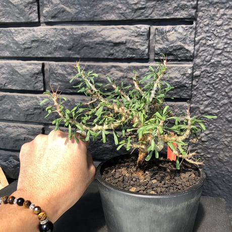 sarcocaulon  camdeboense《 L  size》※mad black pot植え　希少サルコ‼︎　開花前枝&幹が白くなります‼︎