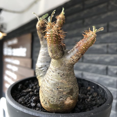 pachypodium gracilius《小さめM size》w-he'd株※現地球発根後店主国内管理4年株※丸みも強く愛くるしさ満点の良balance株※mad black pot植え