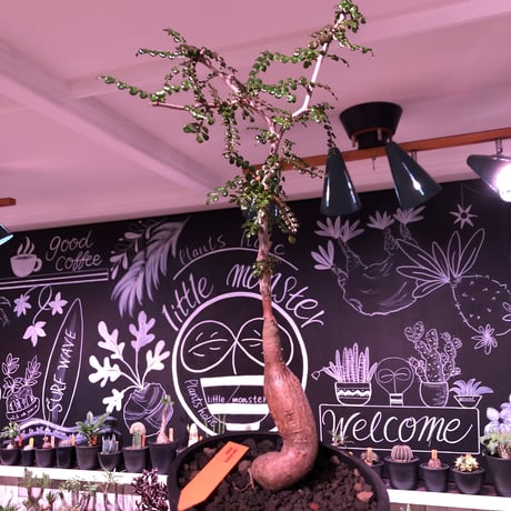 opercullicarya   decaryi  littmon  seed🌱  《5年株》mad  black  pot植え （限定1株）※当店実生デカリー最高株元size‼︎