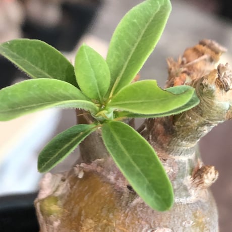 packypodium bispinosum 《S size》※現地球発根済株※味深き肌質を持がwildなかわいい一株‼︎※mad black bowl pot植え