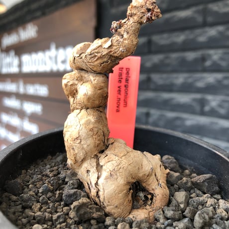 pelargonium  nova《L size》※現地球株発根済※丁度年月かけ脱皮後のためツルツル表皮も愛らしい大株※black pot植え