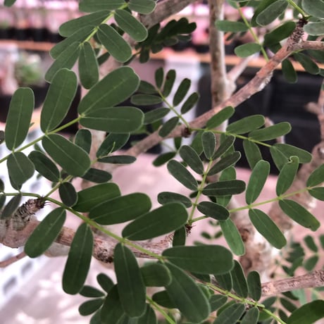 senna  meridionalis《 L  size》※現地球発根済株※店主国内管理3年株※極上の美しさと樹形バランスを持つセンナ‼︎幹幅も太く大変良株のためオススメ株‼︎※tall pot植え