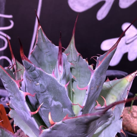 agave     parrasana   globe《M size》