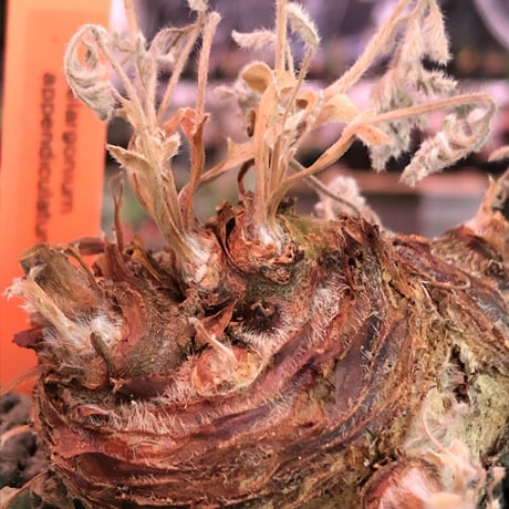 pelargonium  appendiclatum《大きめM size》※店主個人株‼︎現地球発根済株※実生株しかまず出回る事のない激希少‼︎更にW-he'd‼︎🤩※mad black pot植え