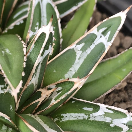 agave  笹の雪《小さめM size》W-he'd株※現地球発根後店主国内管理1年株※双子で美しいbalance良き一株※mad black bowl pot植え
