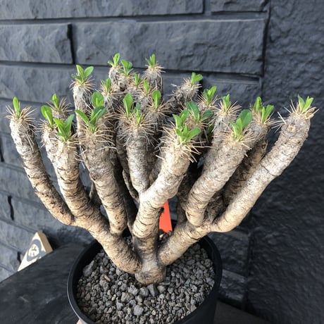 euphorbia    guillauminiana《L  size》躍動感激しいギラウミ  ※店主管理国内４年株