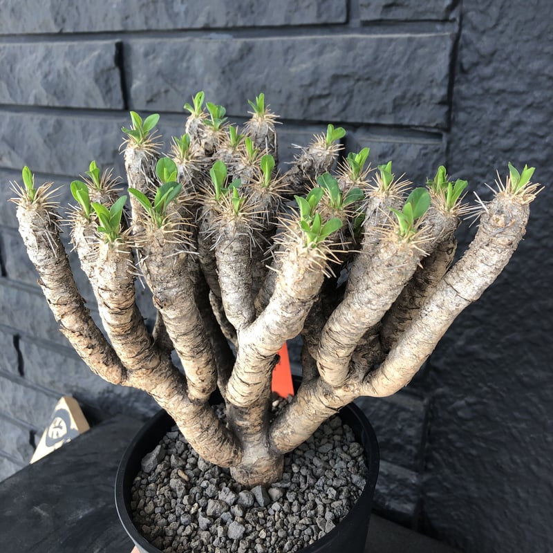 ⭐︎週末価格⭐︎ Euphorbia guillauminiana / 船串篤司 ⭐︎週末価格⭐︎ Euphorbia guillauminiana / 船串篤司