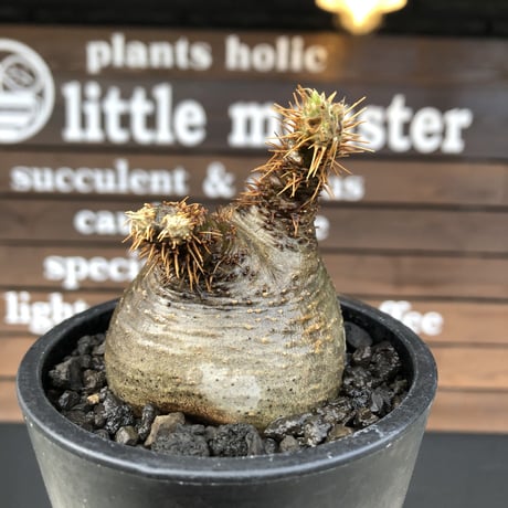 pachypodium gracilius《大きめS size》希少‼︎ニ頭枝 &green肌※現地球発根済株※店主国内管理2年株※ぼってり樹形で捻くれた感が堪らない※mad black pot植え