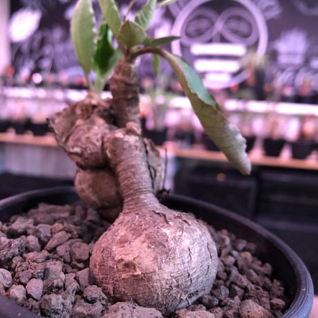 euphorbia subapoda《M size》驚愕希少‼︎W-he'd株※威勢よく展開中のスバポダ希少ニ分頭株‼︎融合したかの如くの装いが堪らない‼︎※mad  black bowl pot植え
