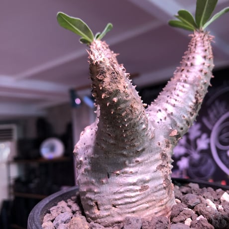 packypodium  cactipes《 M size》※現地球発根済株※とても丈は短く枝太で、枝折れ傷跡&横筋ボコボコ強にがwildカクチ‼︎※mad black pot植え