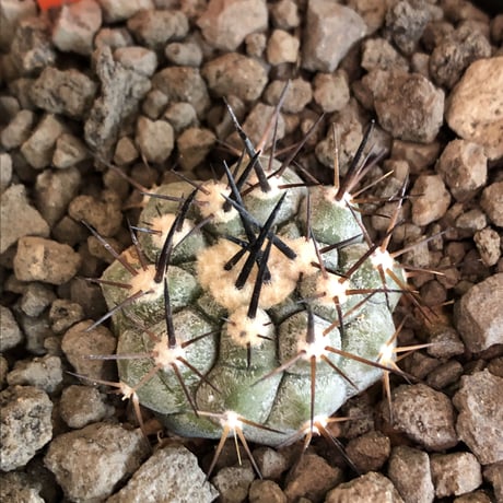 copiapoa   cinerea  黒王丸《大きめS size》※現地球株カキ仔自根株※現地球のDNAを引き継いだカキ仔良樹形株※mad black pot植え