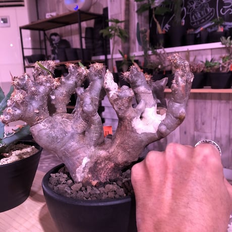 packypodium brevicalyx《L  size》※発根済み株 ※ interior性&鑑賞価値抜群の芸術的驚愕monster株‼︎　※mad  black bowl pot植え