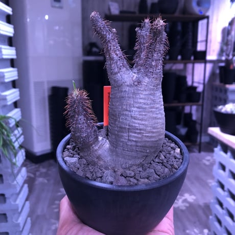 packypodium  gracilius《大きめS  size》W-he'd株※現地球発根済み株‼︎※ぼってり樹形の上、二分頭balance良きグラキ※mad black bowl pot植え