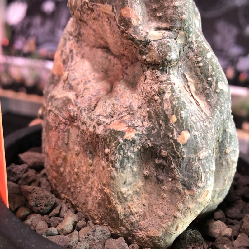 もこ様　ロストラータ momordica rostrata《大きめS size》※ロストラータらしい装いの